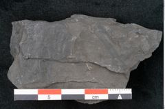 Foto (Detailansicht) von Noeggerathia palmaeformis Goeppert (NHMW-GEO-2024-0188-10732)